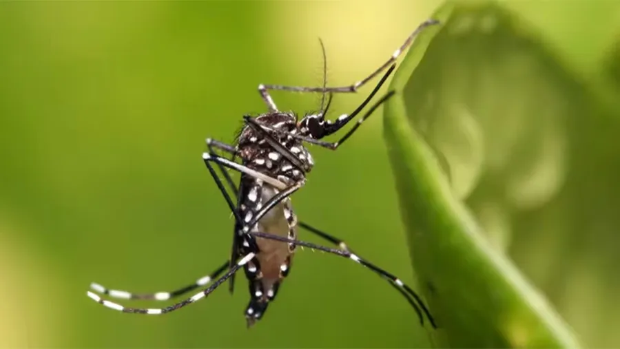 Los casos de dengue superan los 230.000 en lo que va del año. Los casos de dengue superan los 230.000 en lo que va del año.