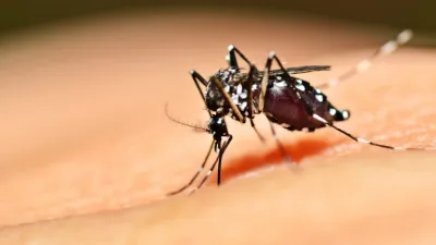 Dengue