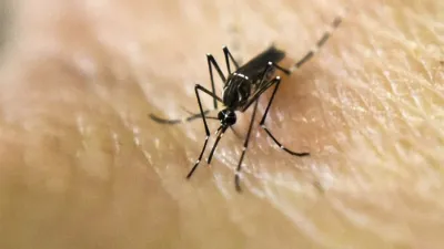 La mayor parte de los infectados contrajo el virus dentro del país y la cifra de contagios de Dengue aumentó en las últimas semanas.