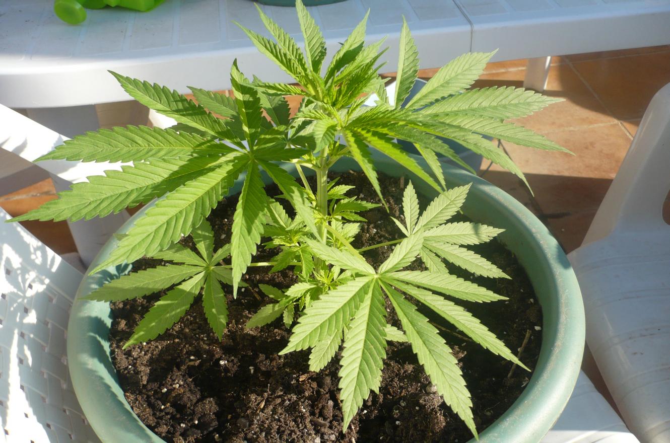 planta de marihuana